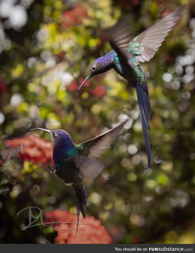Swallow-tailed hummingbirds