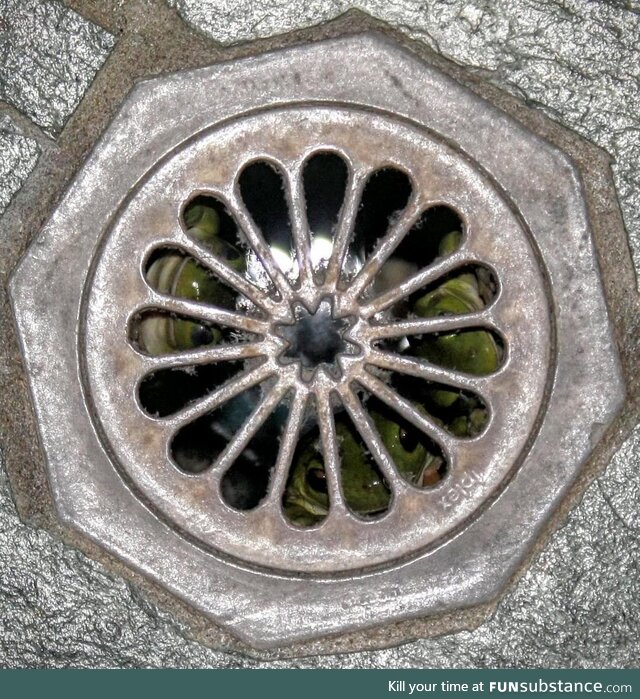 The Shower Drain Has Eyes