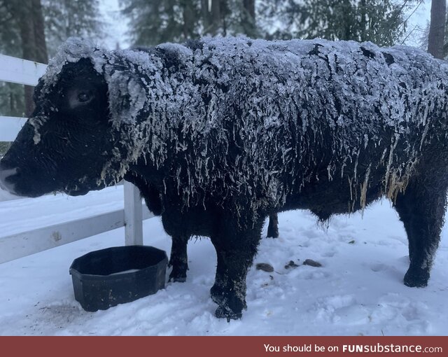 My 2500lbs+ pet steer enjoying the freezing rain