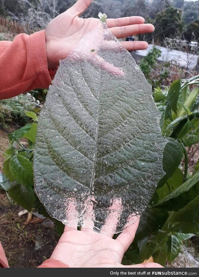 Perfectly preserved ice layer from a leaf (not my photo)