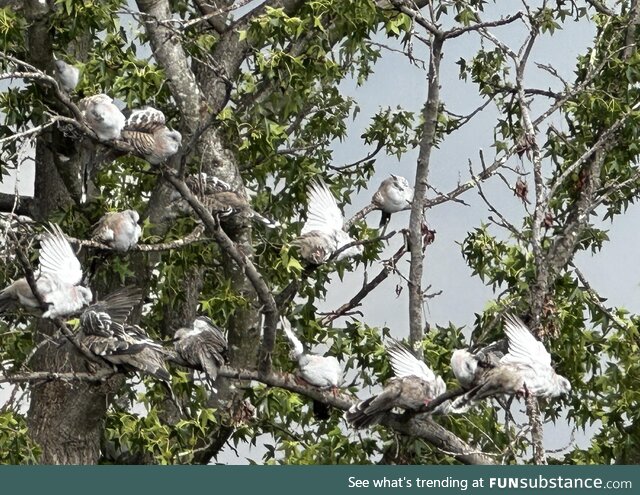 When it hasn’t rained for a while so the local birds decide it’s time to wash out