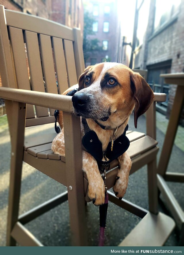 This is my puppy, her name is Sushi and I think she's really cute