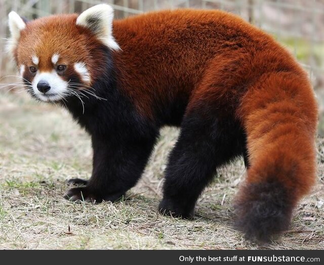 (OC) red panda