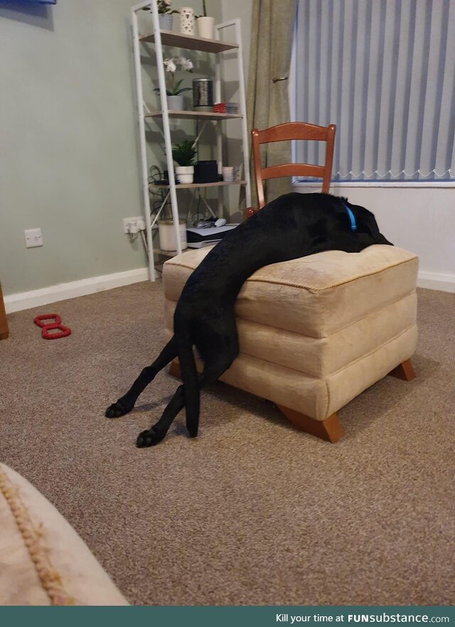 I think my puppy might be broken.. He is currently fast asleep
