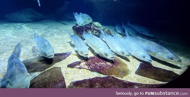 Gone to the aquarium and every fish was staring at me