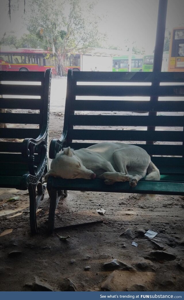 Unusual passenger at Bus terminal!!