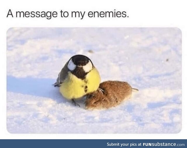 Fear me, I'm angy birb