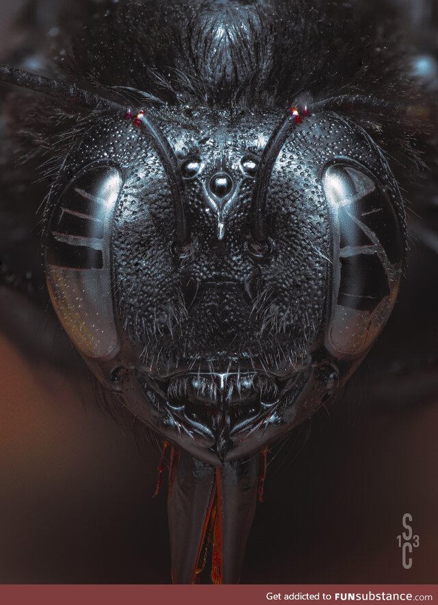 I do macro insect photography in my spare time. Big old bee I saw the other day while I