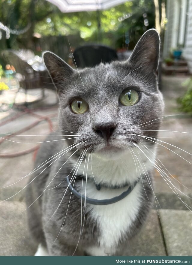 Check out this picture my girlfriend took of her cat!