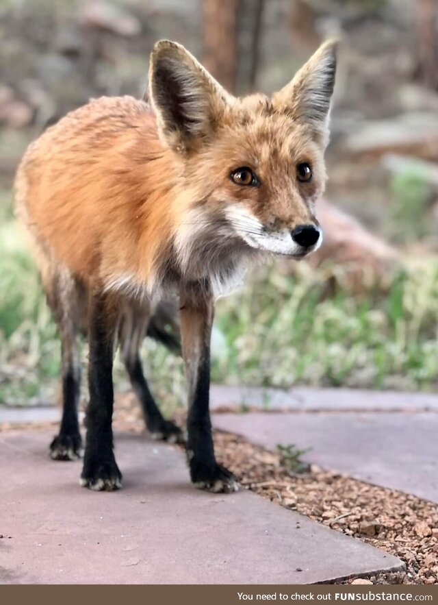 [OC] Sat down for some lunch during today's hike . And this little guy walked right up to