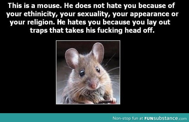 Why mice hate you