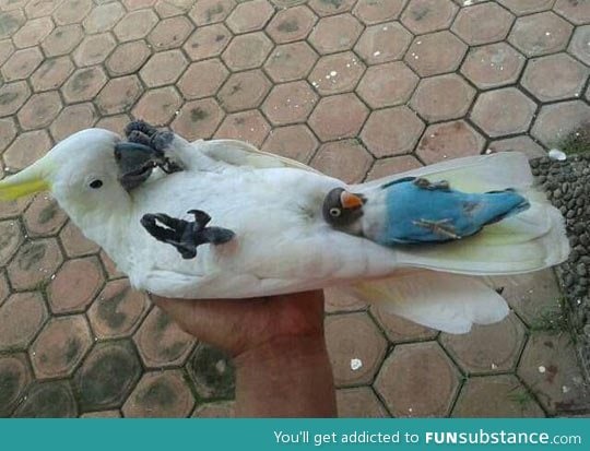 Sleep well my friend