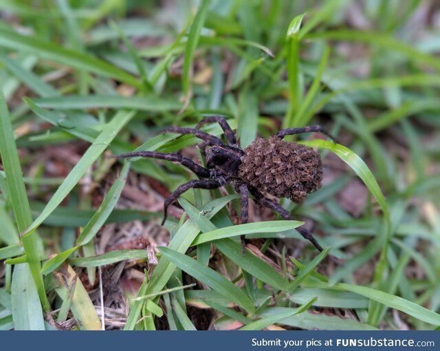 [OC] So, we doing spider babies riding on mama?