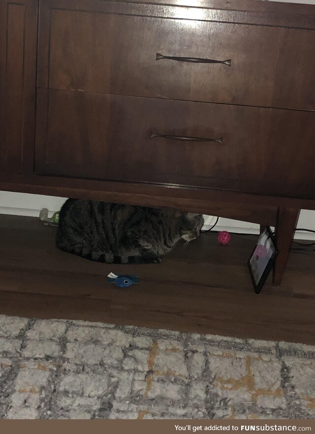 My cat is addicted to the iPad