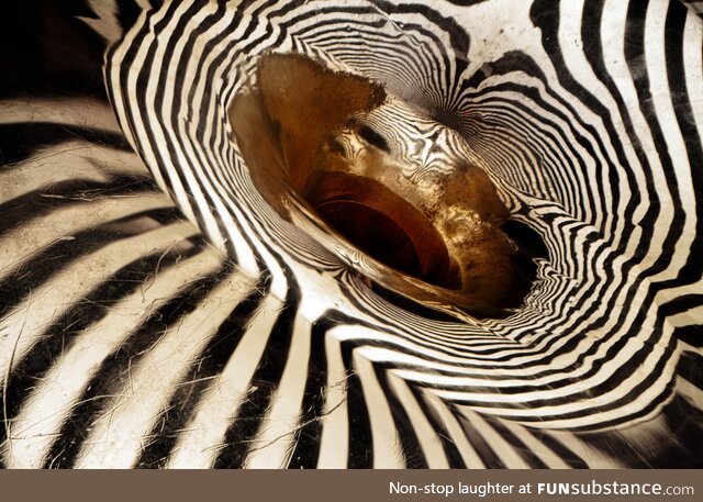 The Bell of a Fine Yamaha French Horn