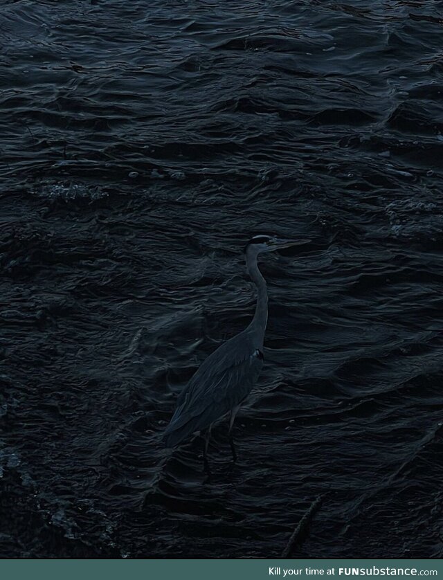 I took a picture of a heron