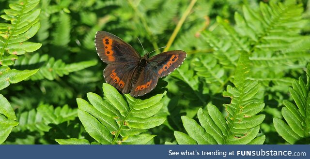 I was told to share this pic I took of this beautiful butterfly while on holiday in