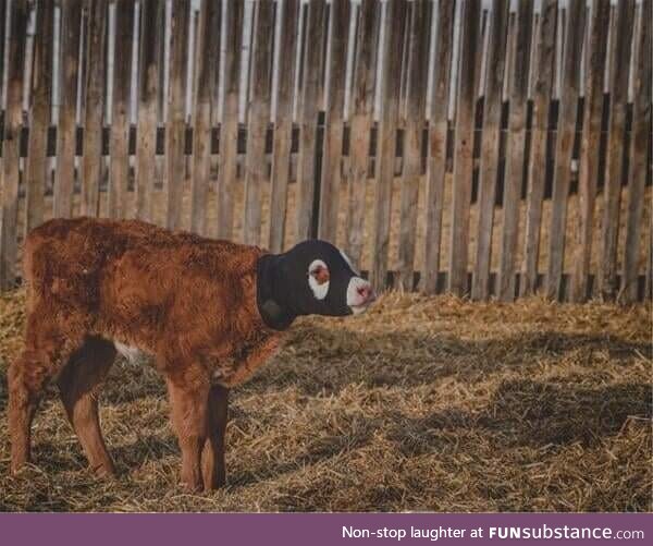 Saw this photo today and thought...Hey look, a Burger-lar!