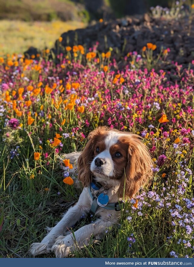 My pup pup Thomas today