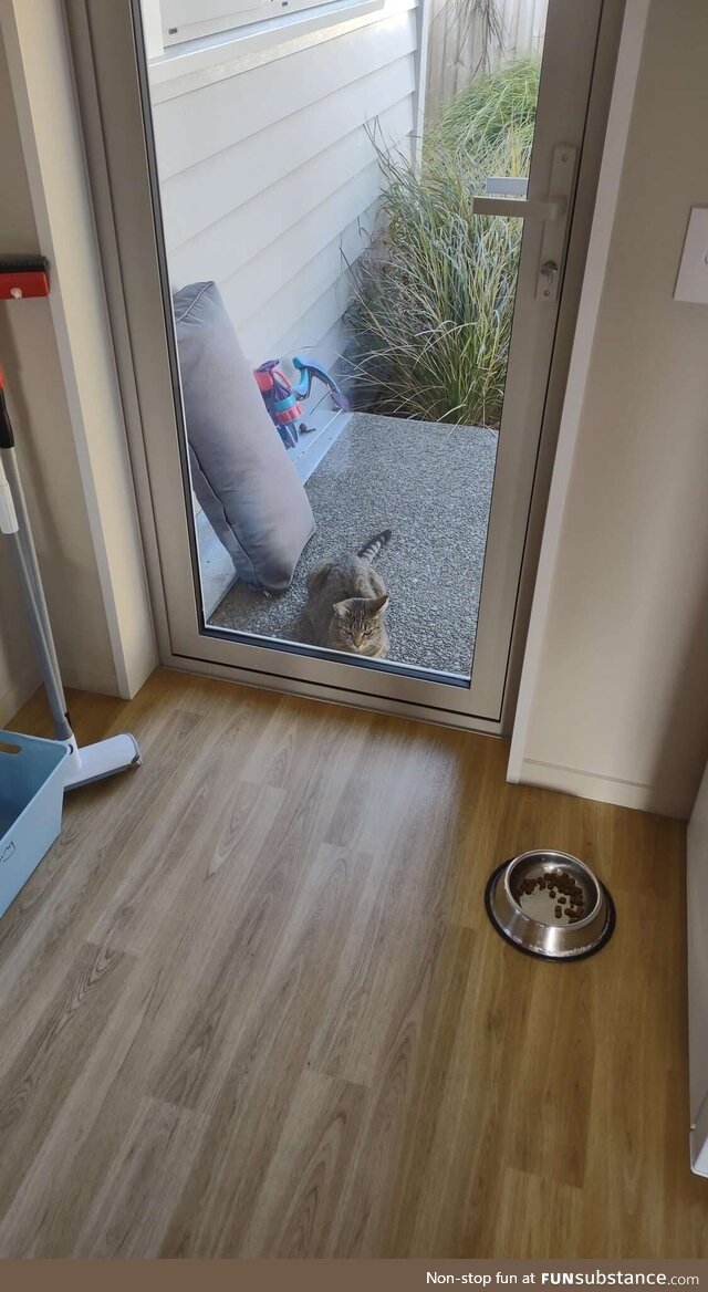 When my neighbors cat is bored she comes to the back door and watches what's happening