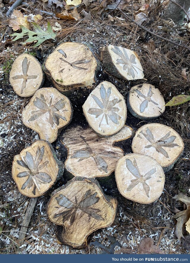 So I was cutting down dead wood the other dayyyyyy………