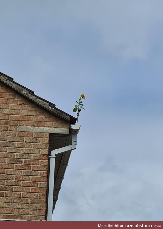 I guess it wanted to be closer to the sun