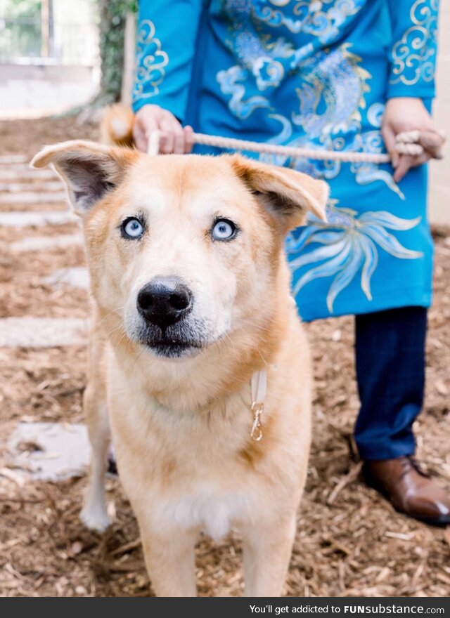 I feel like my dog is a model and the world should know