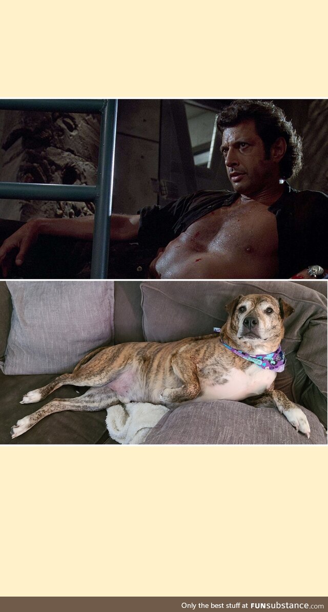 I took this picture of my dog and I thought it looked familiar