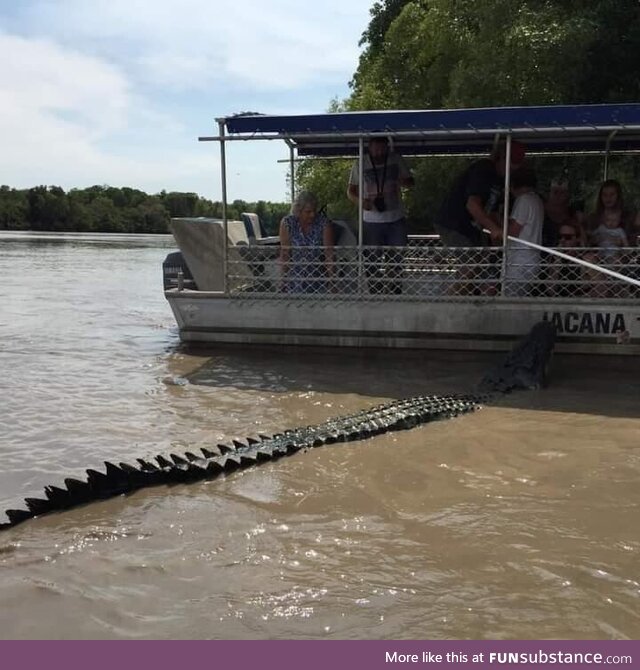 Croc in Darwin Australia