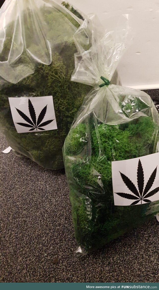 Ordered some iceland moss to my work. A colleague sticked something on it