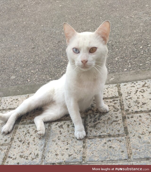 This stray cat from a small town in Spain