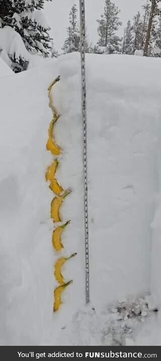 51 inches of snow accumulation today in Gilpin County, CO.  Bananas for scale