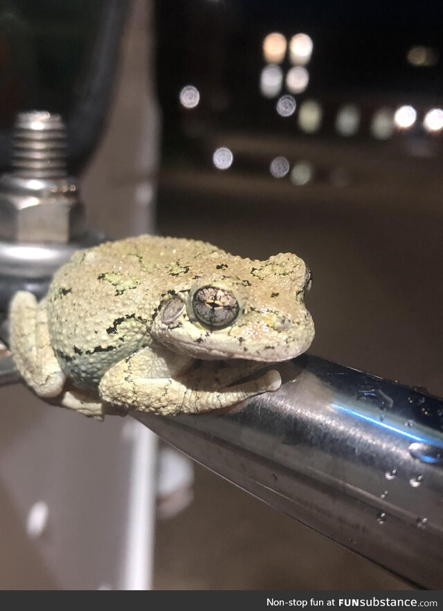 [OC]Tonight, while working on a food truck, I got visited by hypnotoad