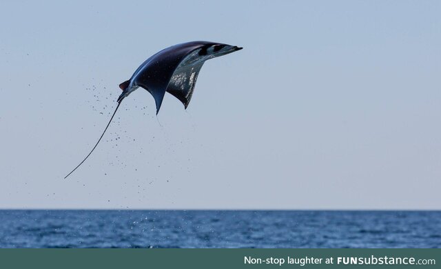 Munk's Devil Ray can jump out of the water, photo taken in Baja California Sur, Mexico