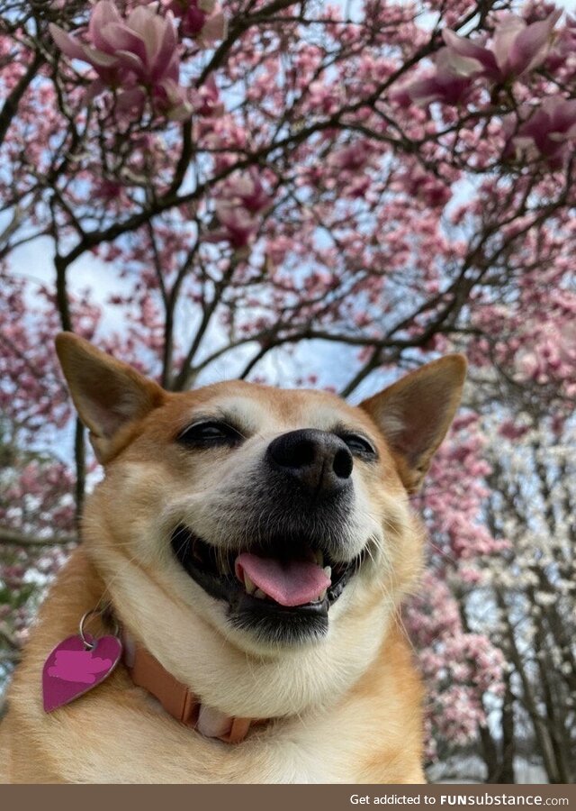 [OC] our dog enjoying the cherry blossoms