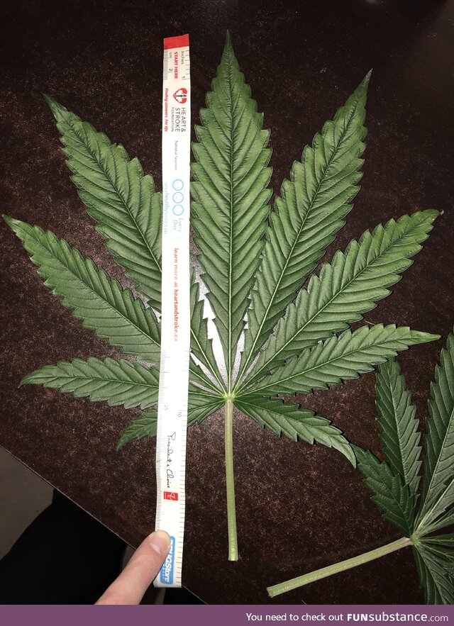 [OC] The Biggest Fan Leaf I’ve Grown In My Life, 10 Inches