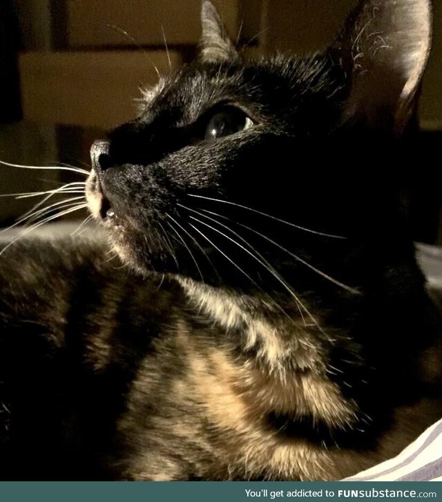A picture of my cat :)