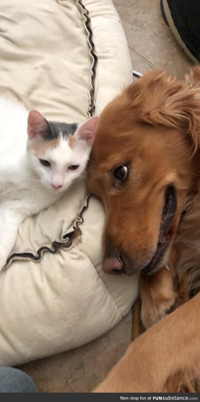 My Golden Retriever named Rodgers and his bff Snowmellow