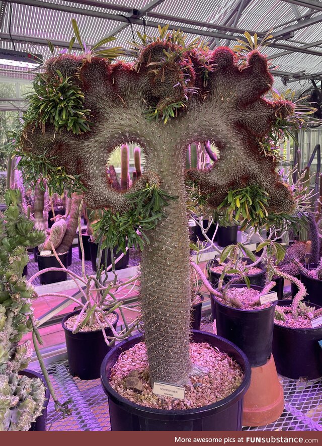 Succulent fasciation is out of this world!