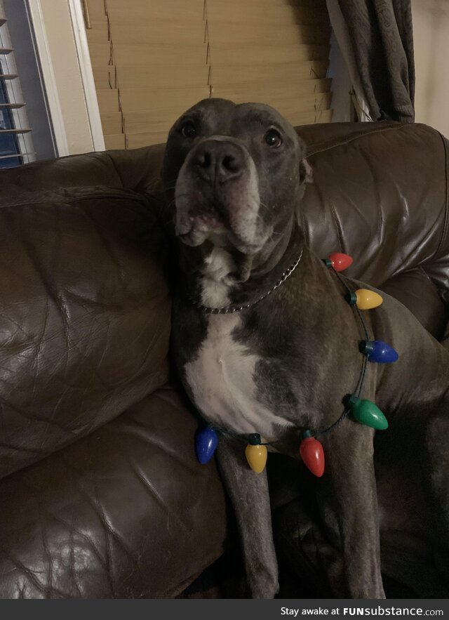 My distinguished gentleman Odin, ready for the holidays