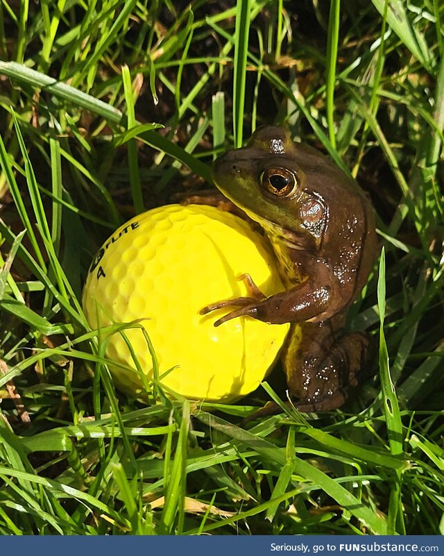A frog and his golf ball