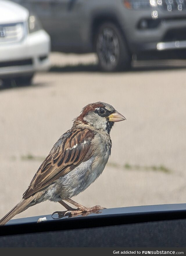 My lunch buddy