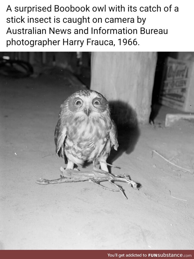 Fun little birb