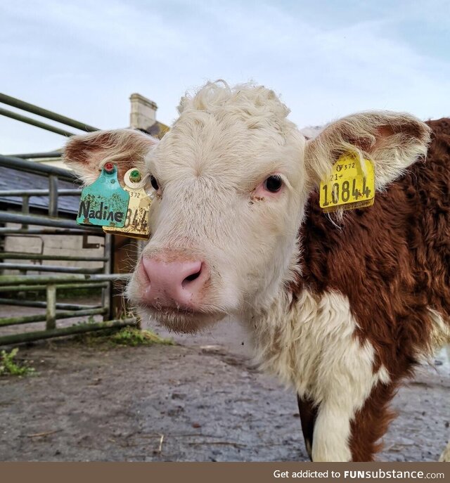 [OC] I brought Nadine out for a walk this morning