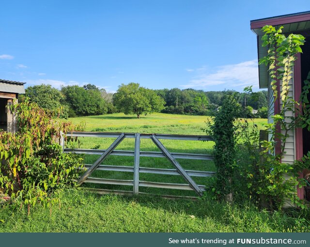 The field in my buddy's back yard