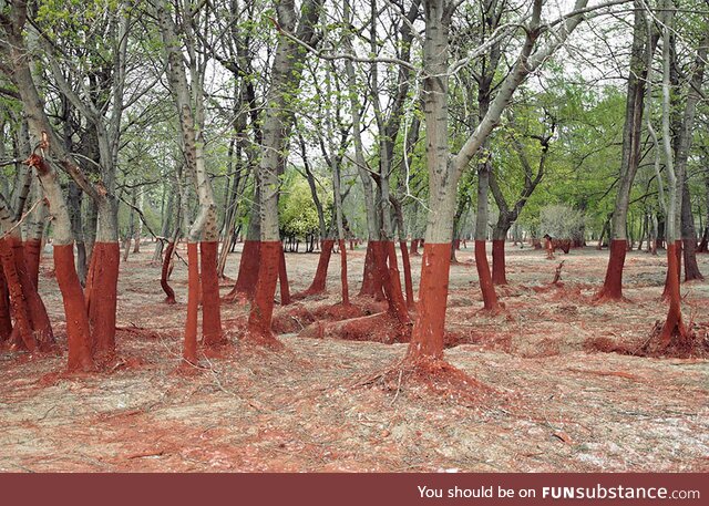 Trees after toxic waste spill in Western Hungary