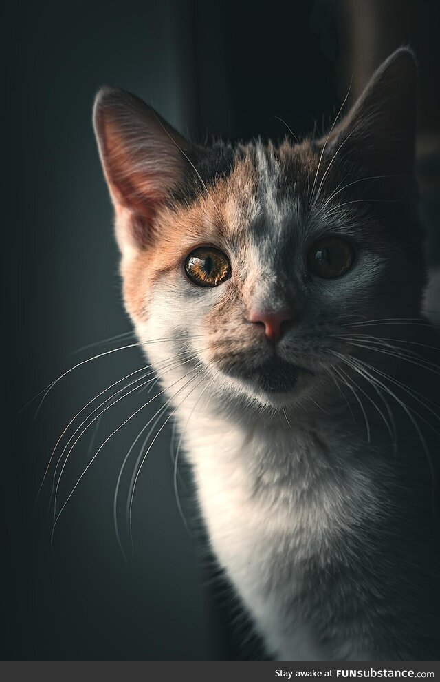 My cat franny