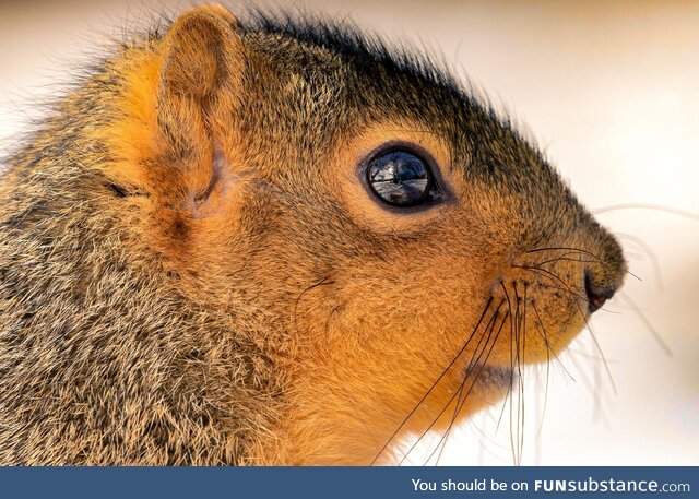 I captured the reflection behind my yard in this squirrels eye