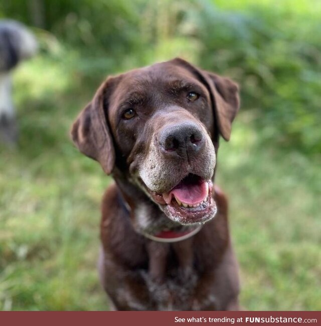 It's my dogs' 10th birthday today, please send tummy rubs
