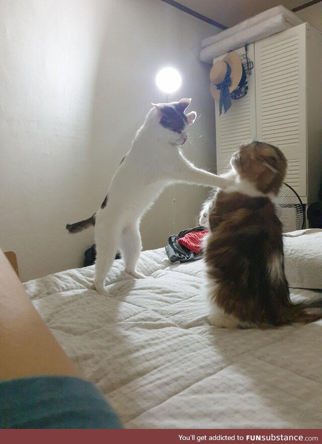 My cats locked in combat